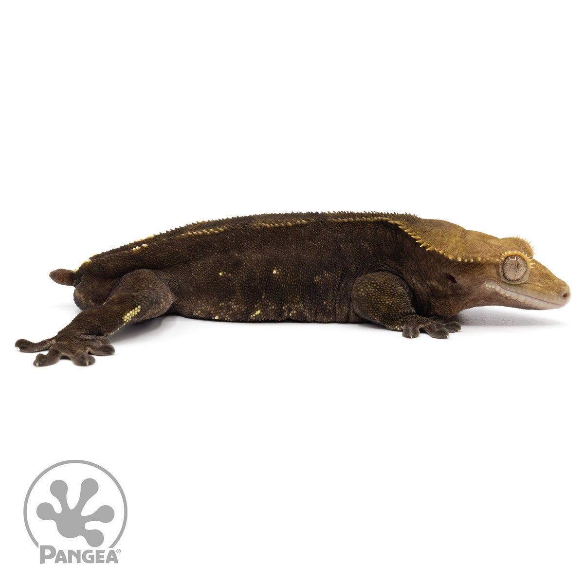 Cr-1924 facing right