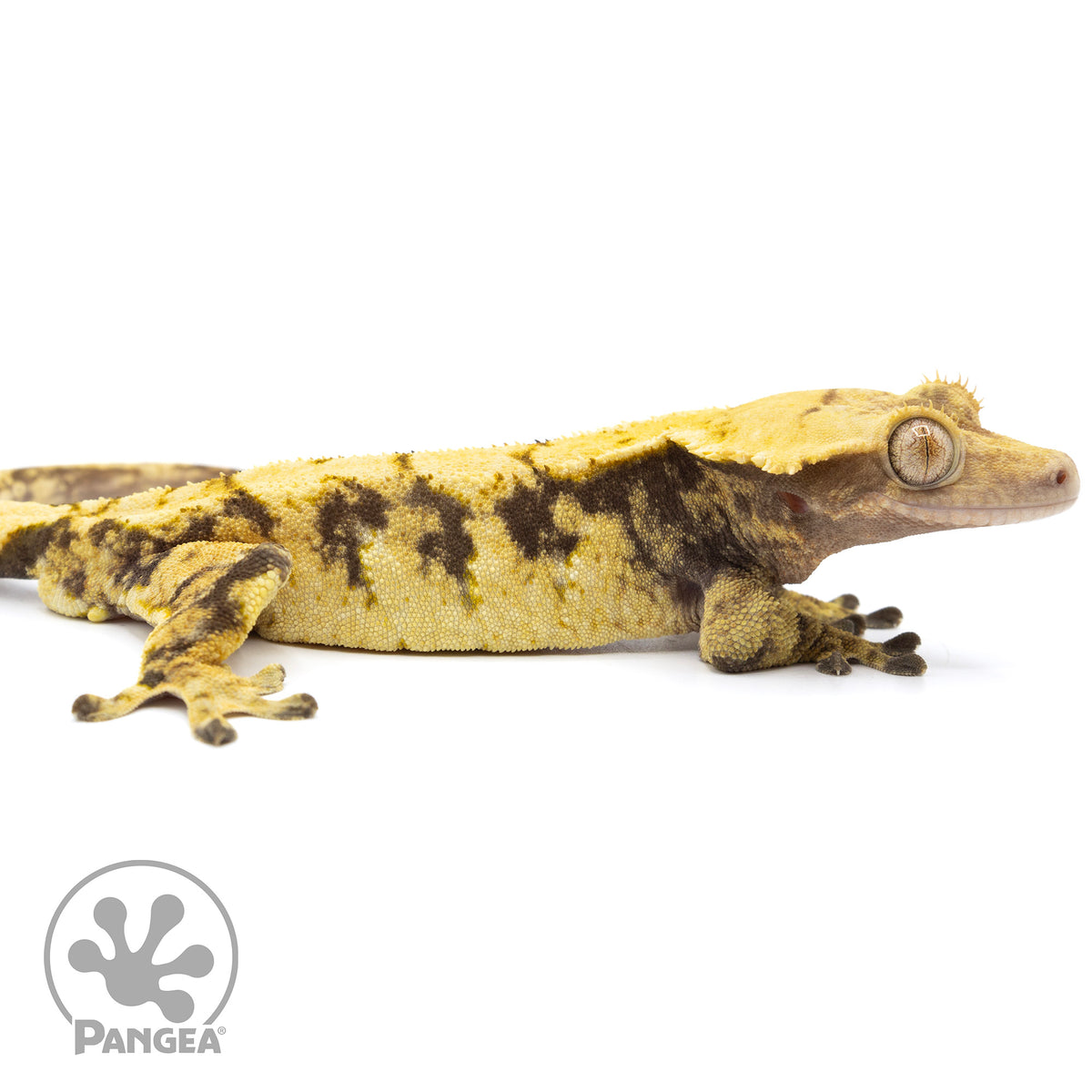 Cr-1935 facing right