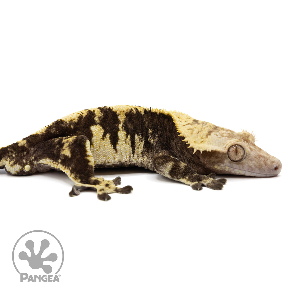 Cr-1951 facing right