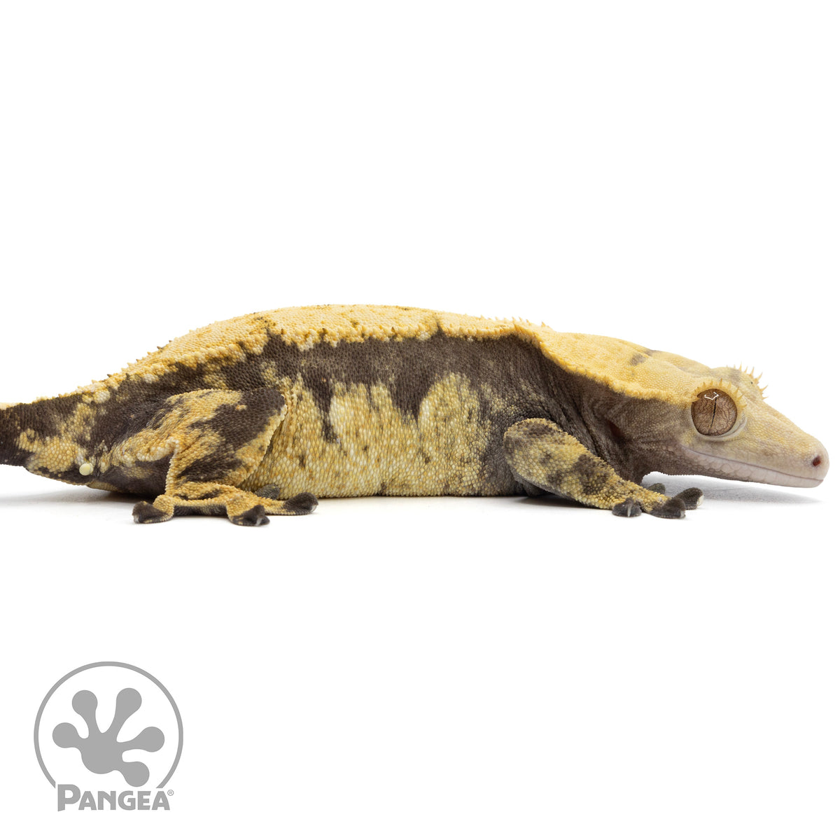 Cr-1975 facing right