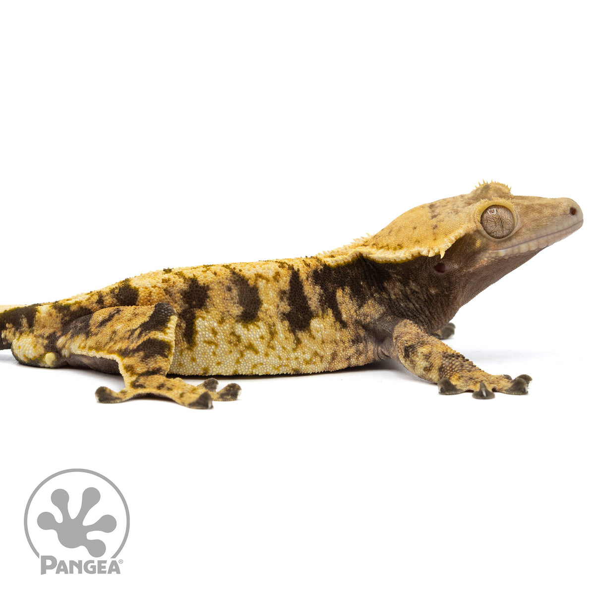 Cr-1980 facing right