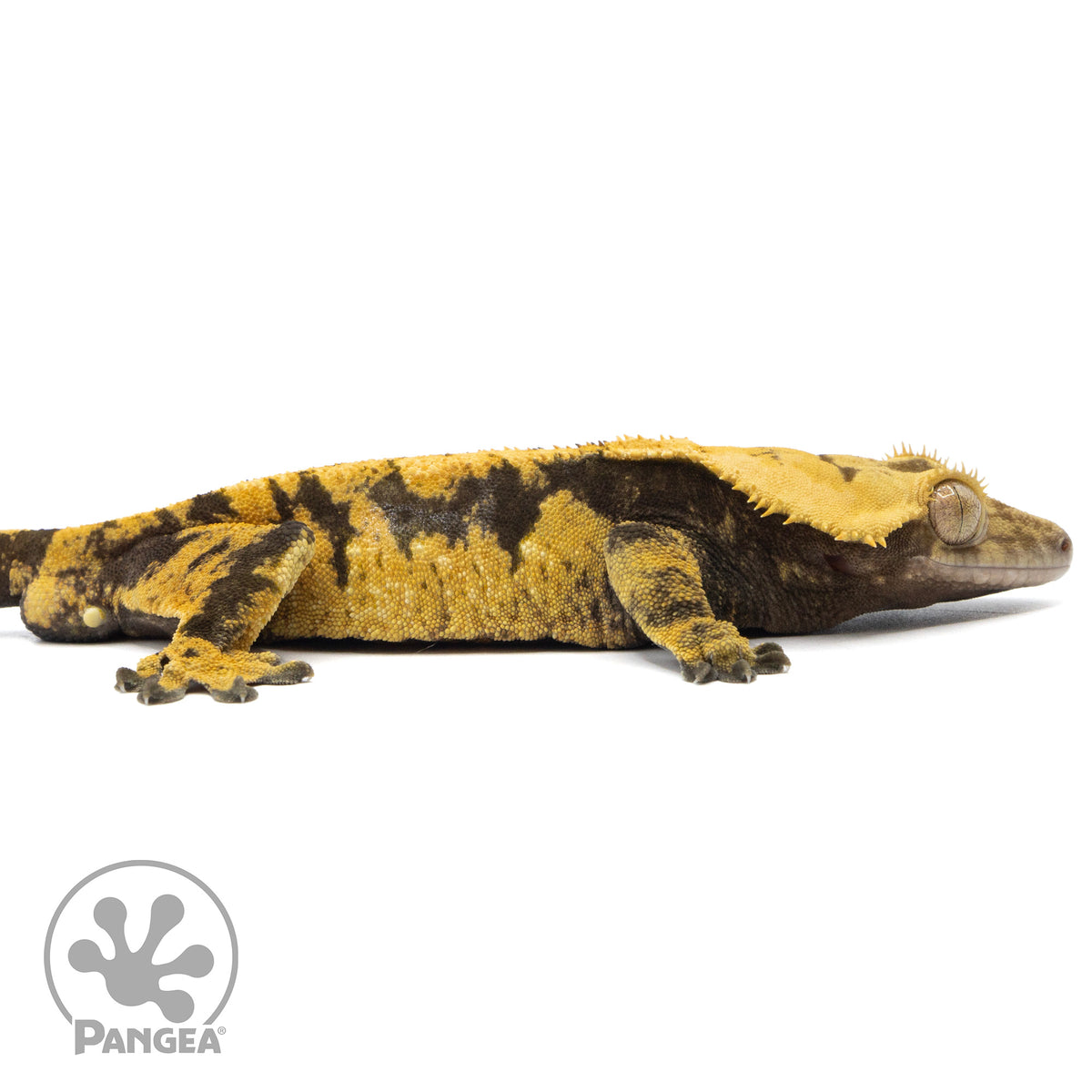 Cr-2056 facing right