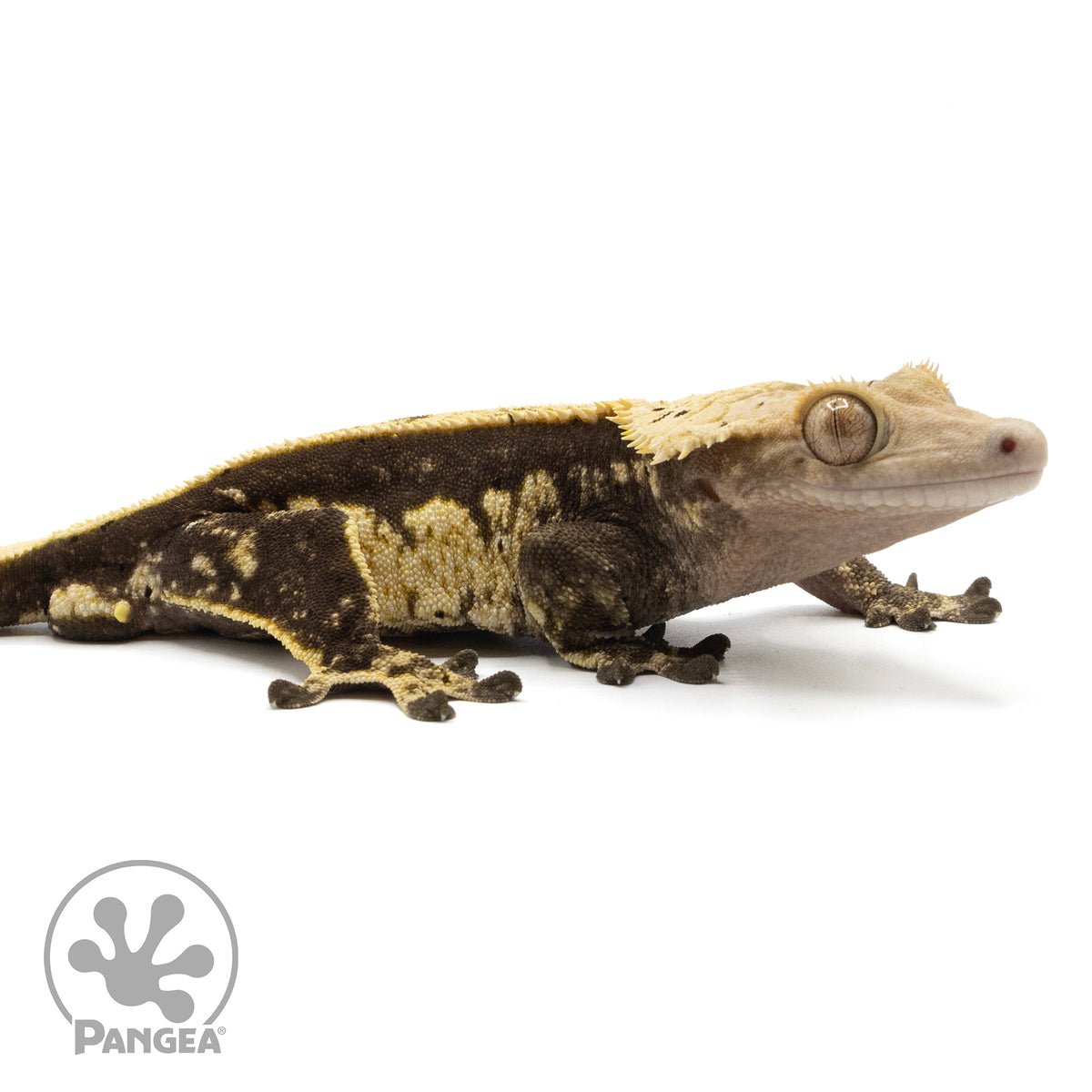 Cr-2069 facing right