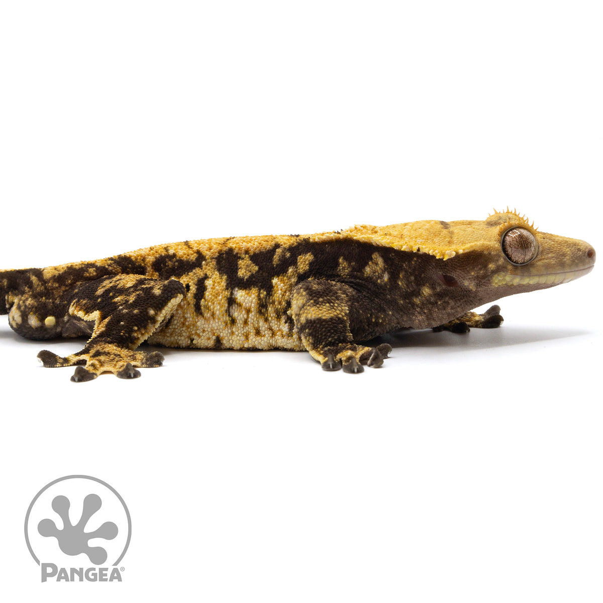 Cr-2077 facing right