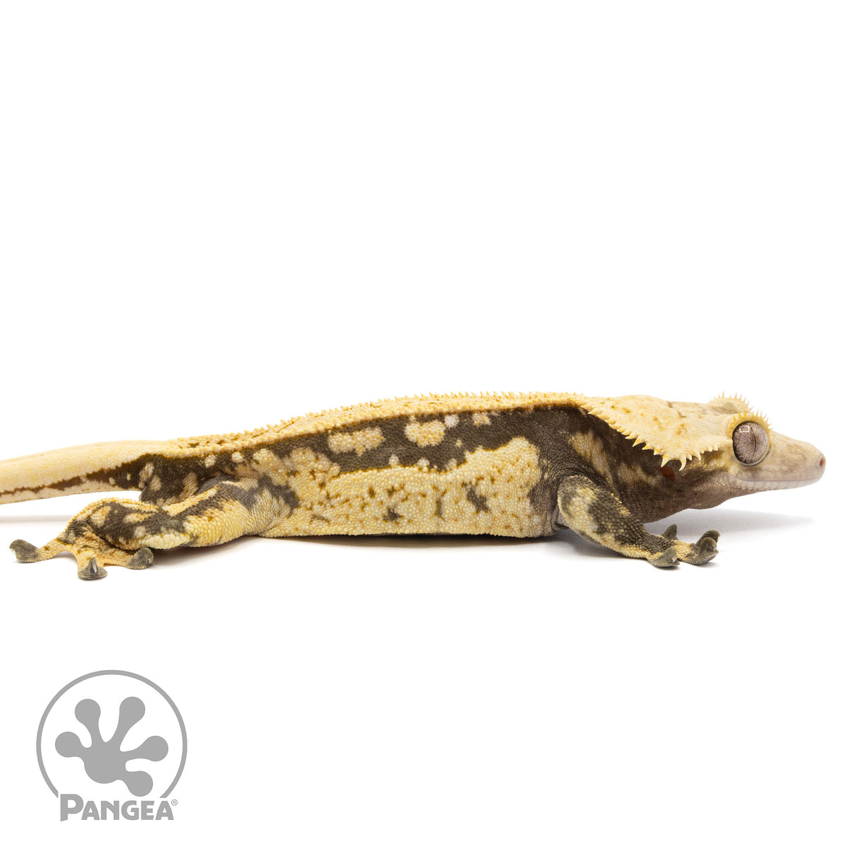 Cr-2085 facing right