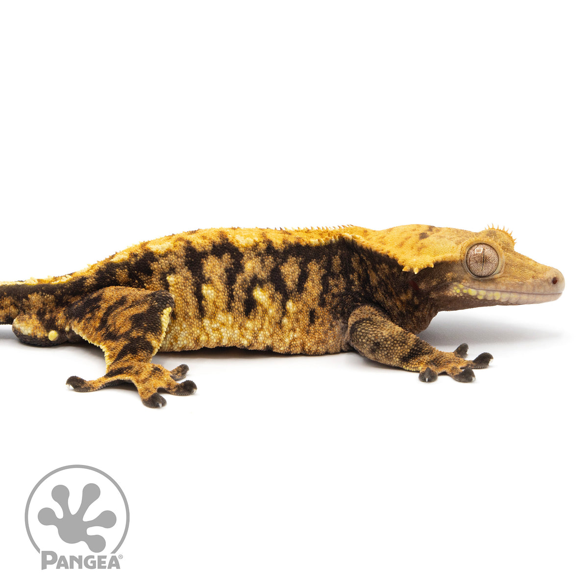 Cr-2095 facing right