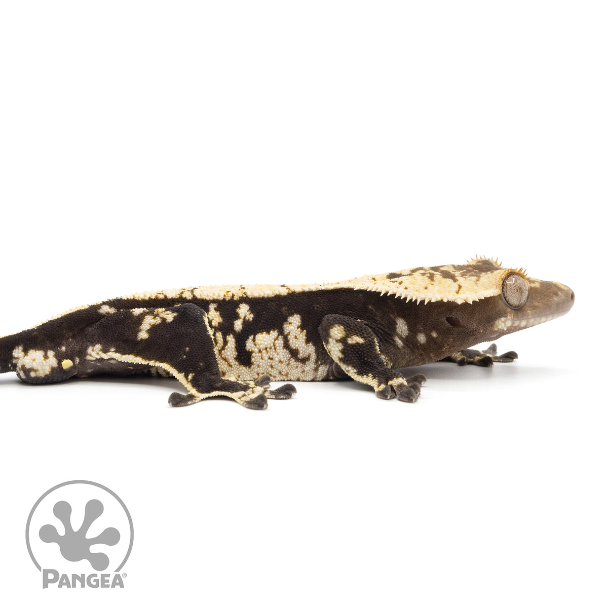 Cr-2097 facing right