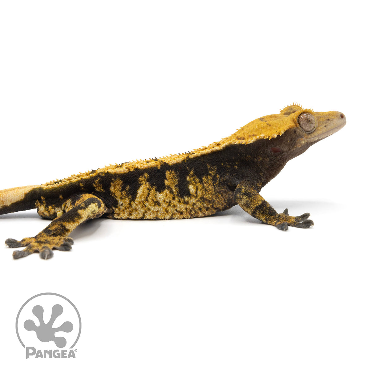 Cr-2102 facing right