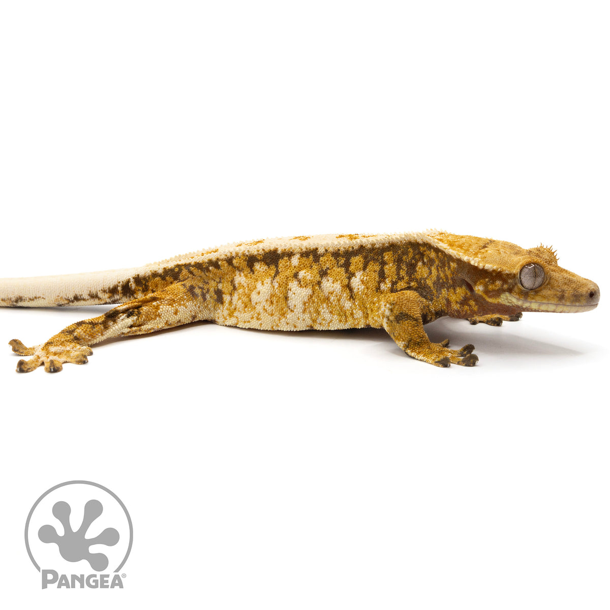 Cr-2112 facing right