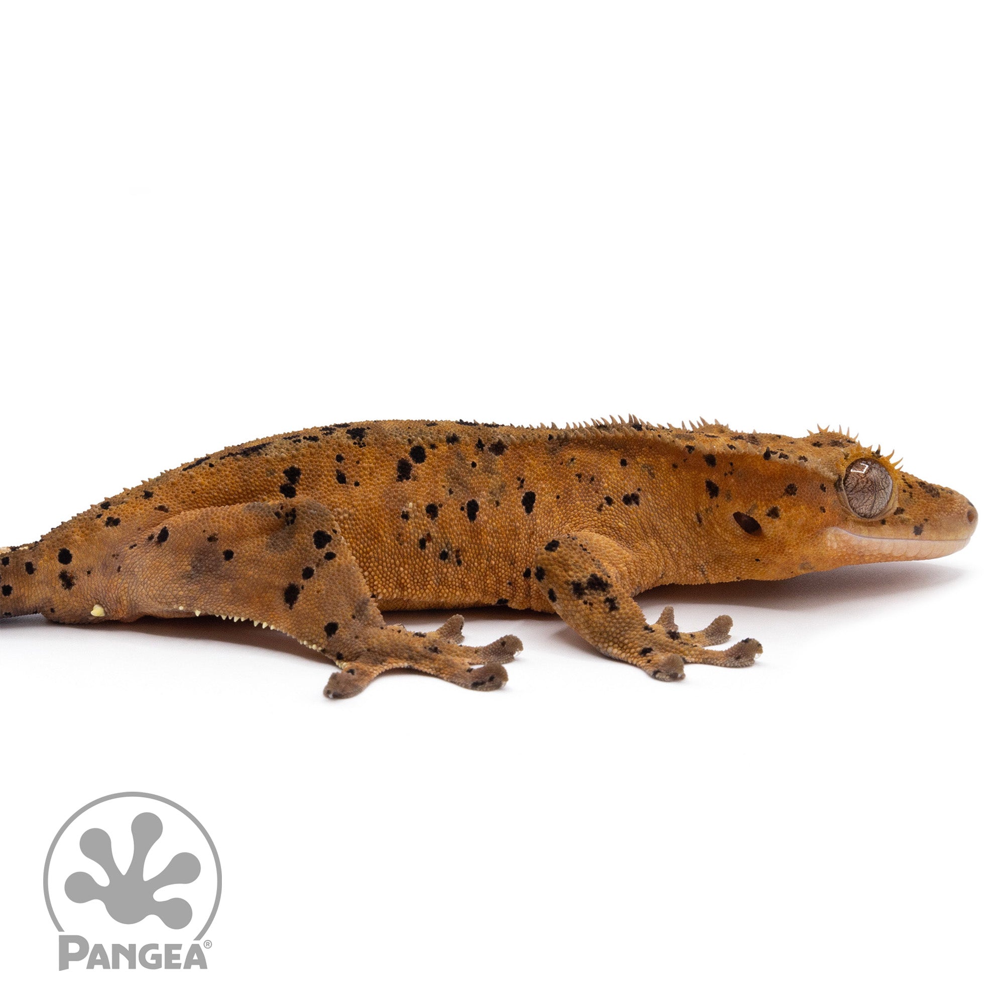 aglaonema crested gecko Female Red Super Dalmatian Crested Gecko | Pangea Reptile | CR-2255