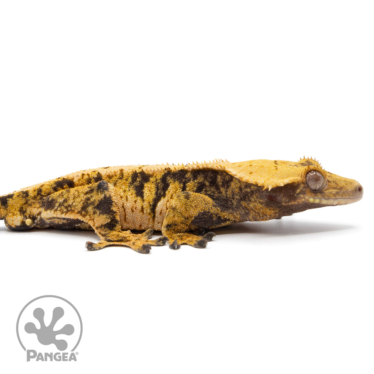 Cr-2295 facing right