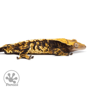 Cr-2298 facing right