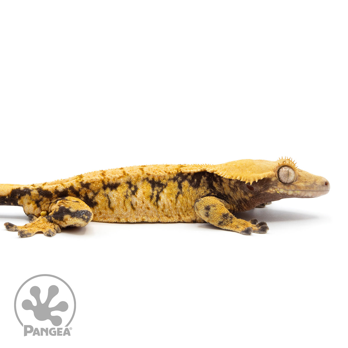 Cr-2300 facing right