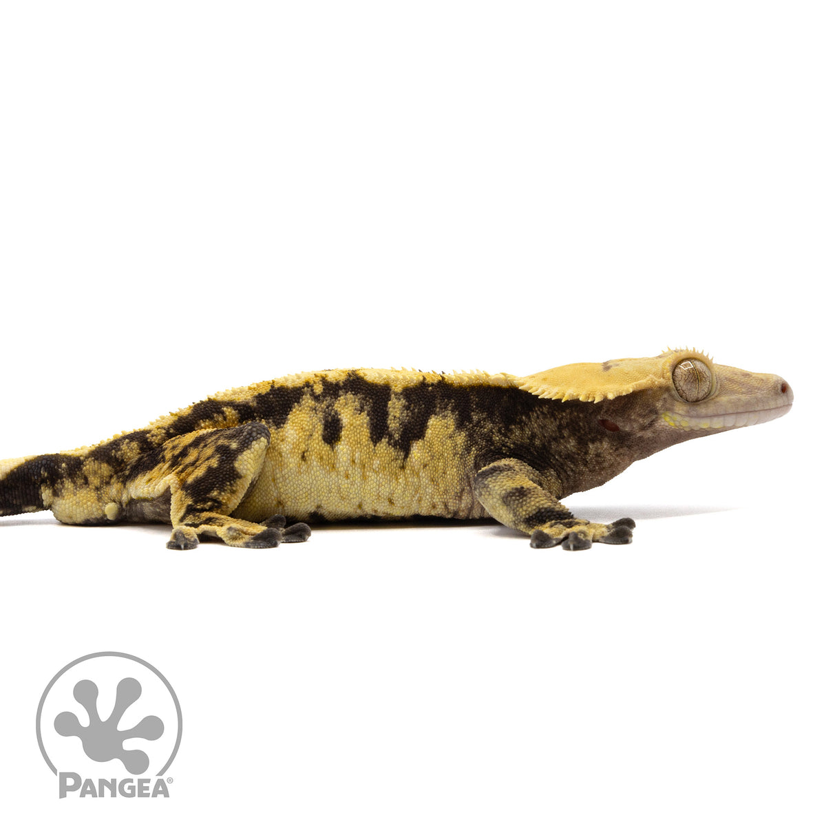 Cr-2331 facing right