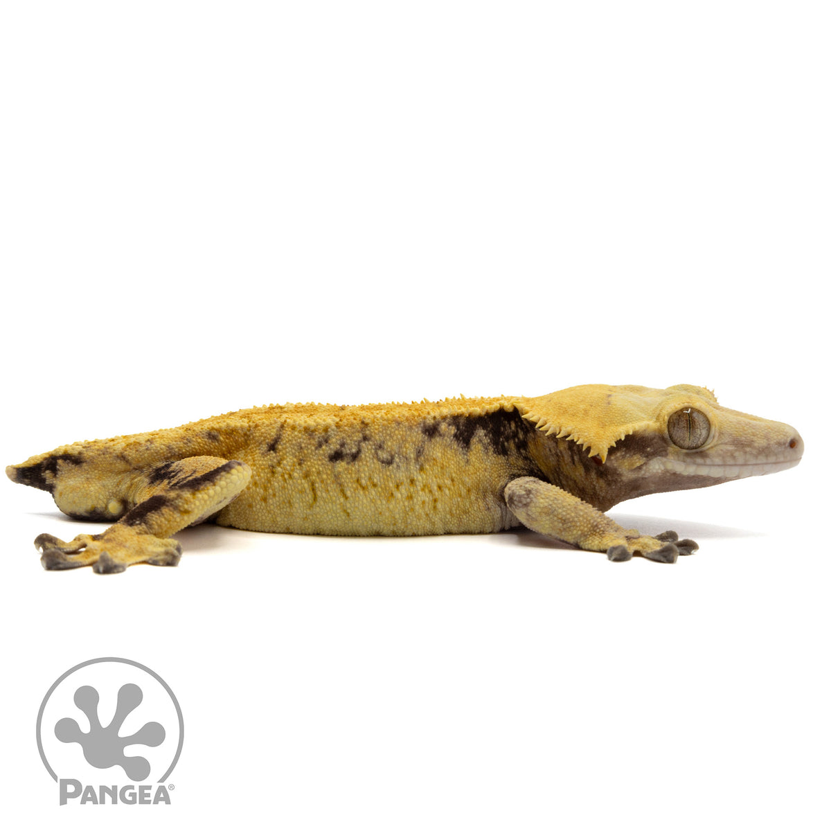 Cr-2333 facing right