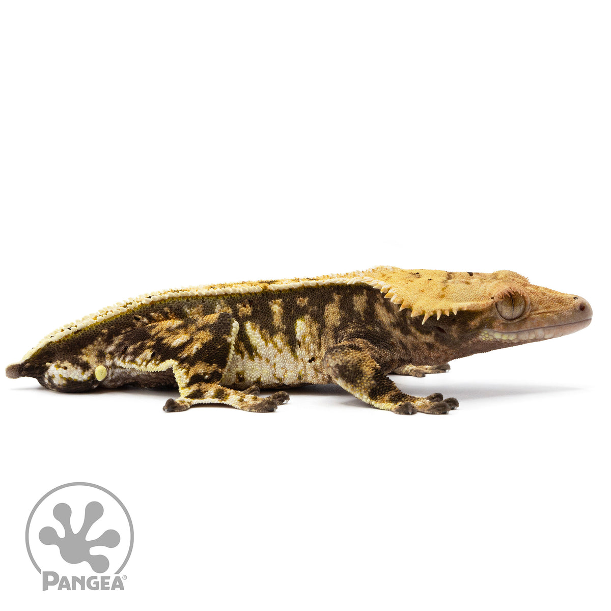 Cr-2375 facing right