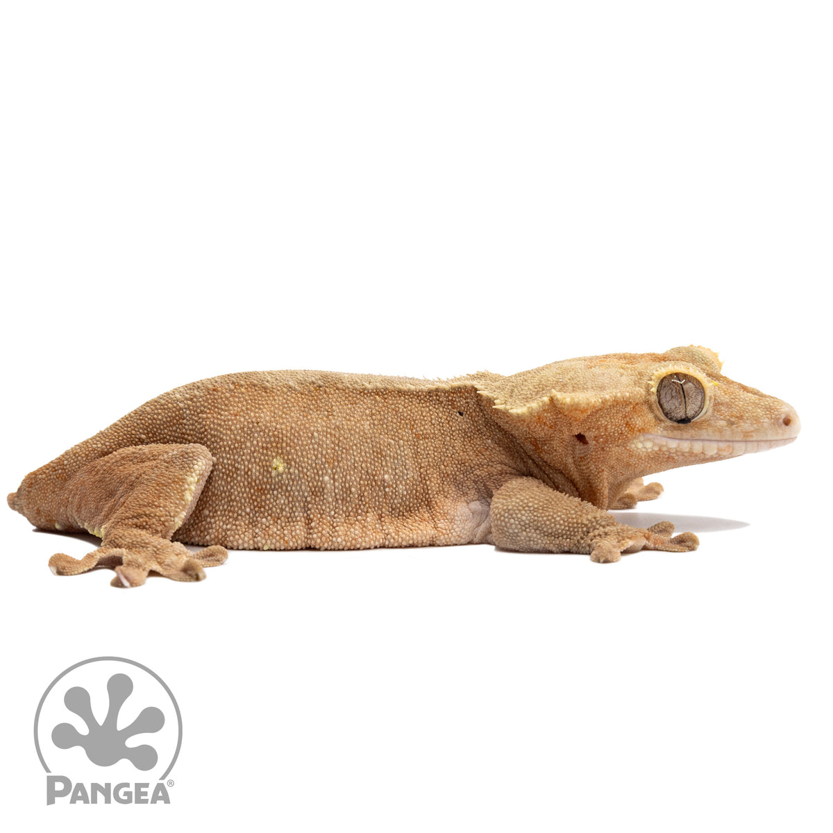 Cr-2582 facing right