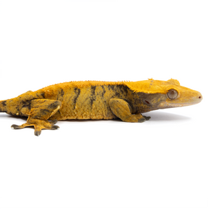 Female XXX Crested Gecko Cr-1130