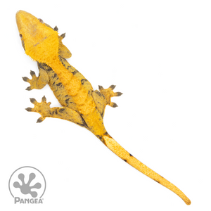 Female XXX Crested Gecko Cr-1130