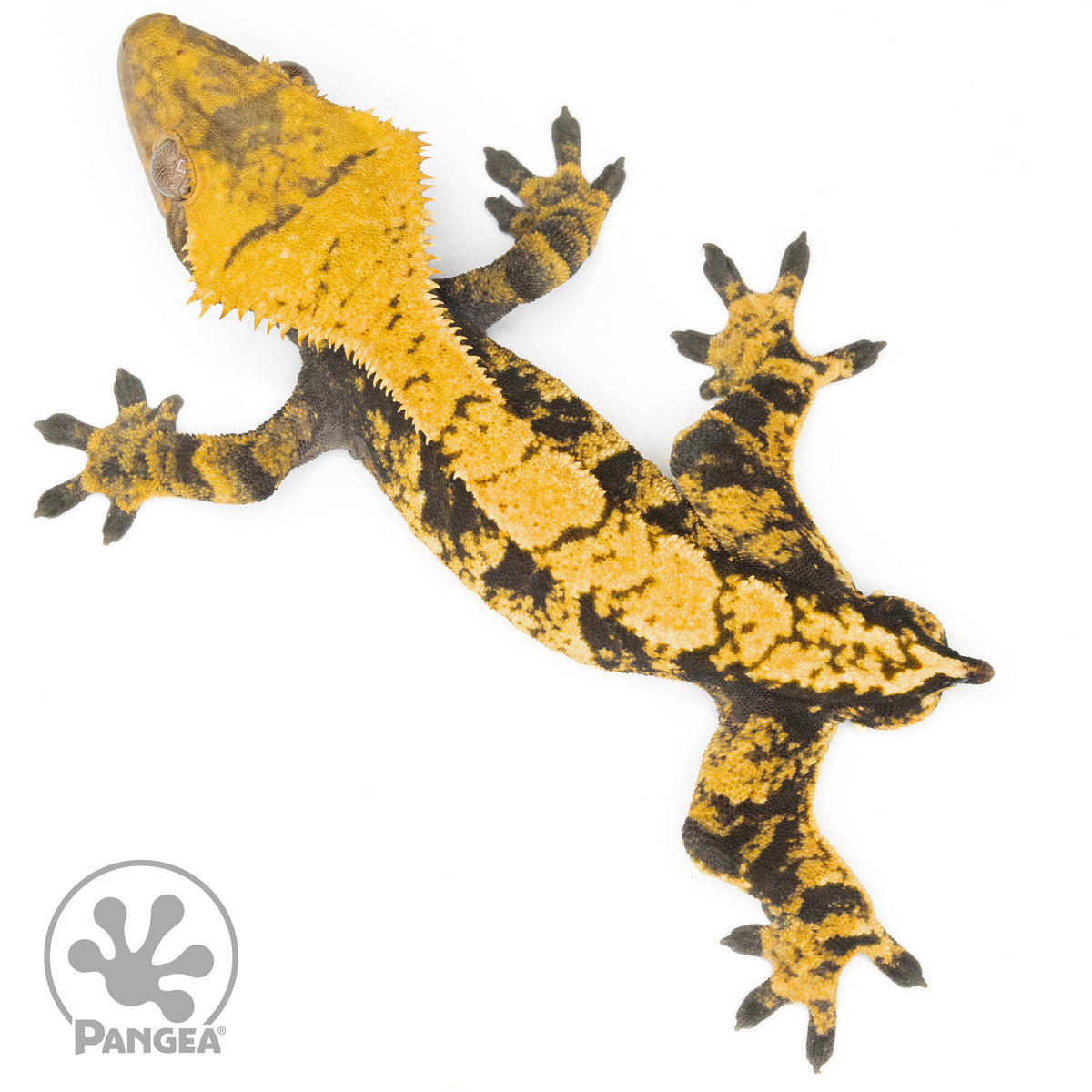 Male XXX Crested Gecko Cr-1131 from above
