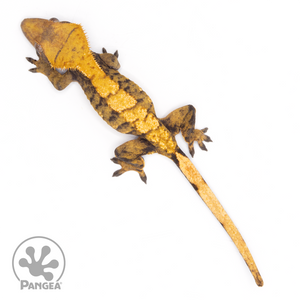 Female XXX Crested Gecko Cr-1132