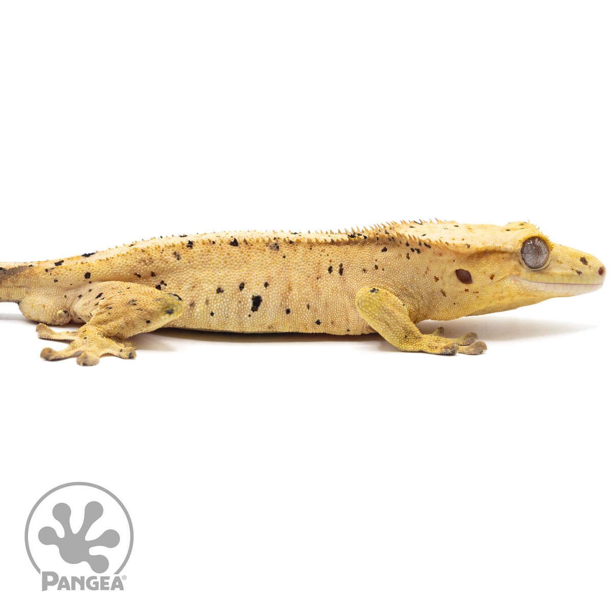 Cr-1316 facing right