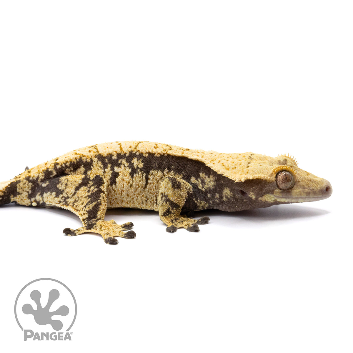 Cr-1541 facing right