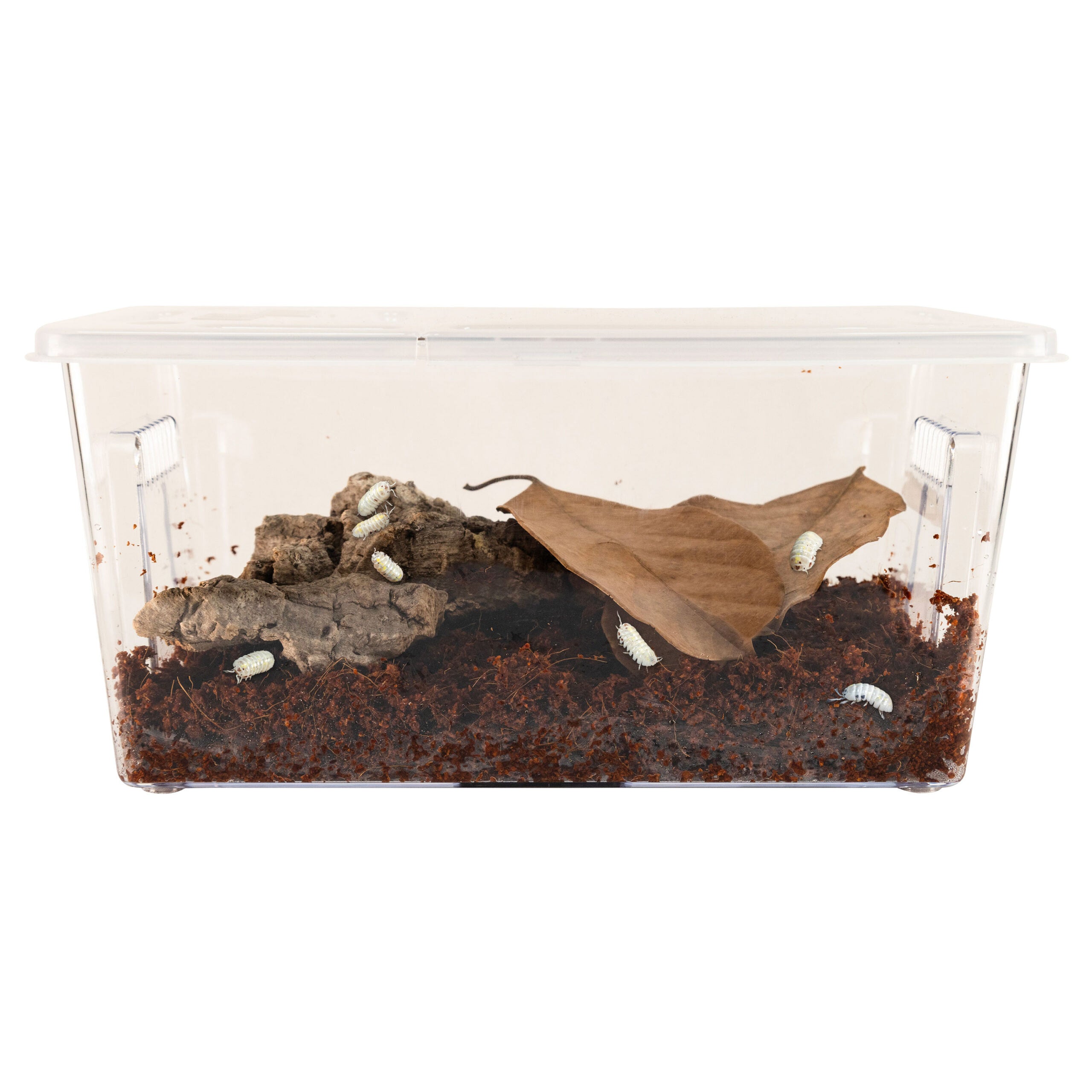 plastic desert animals and plants Zoo Med Creatures® Roly-Poly Kit – Isopod Habitat