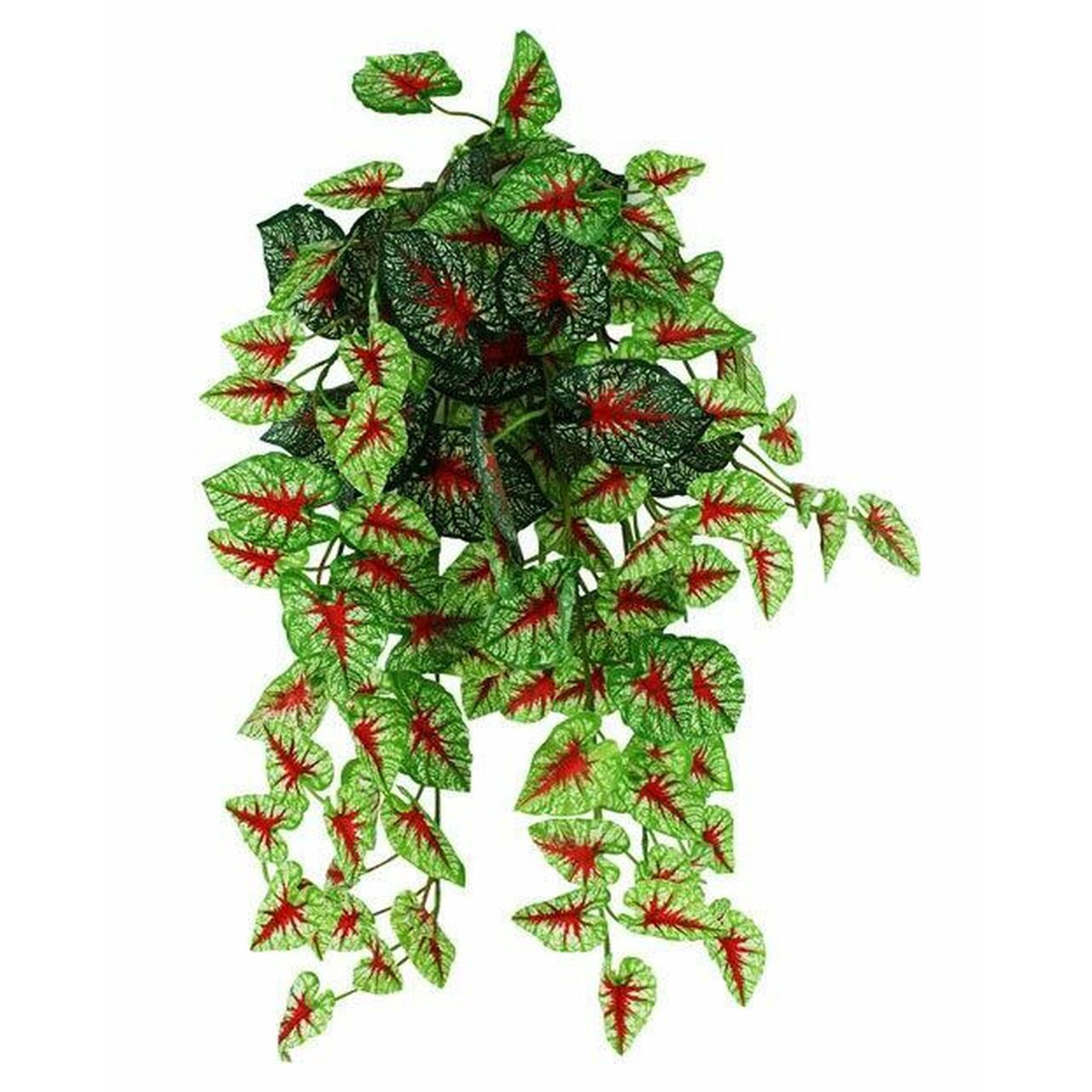 hanging bush plant Pangea Hanging Bush - Caladium
