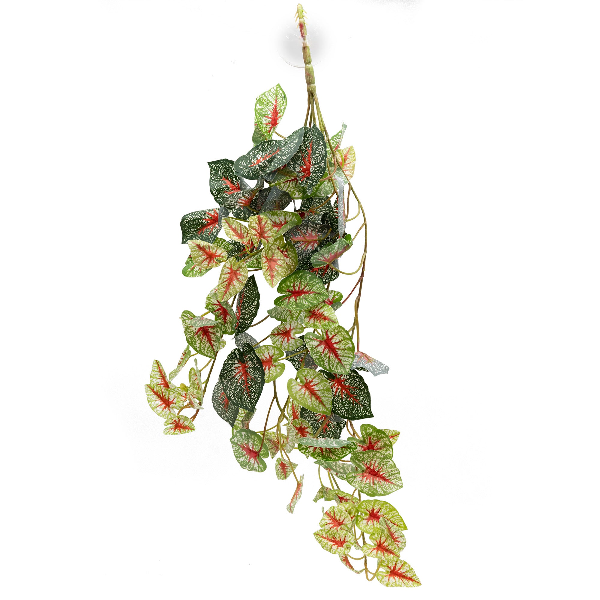 hanging bush plant Pangea Hanging Bush - Caladium