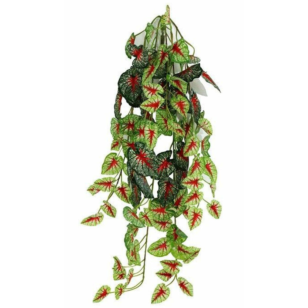 Pangea Caladium Hanging Bush - 24"