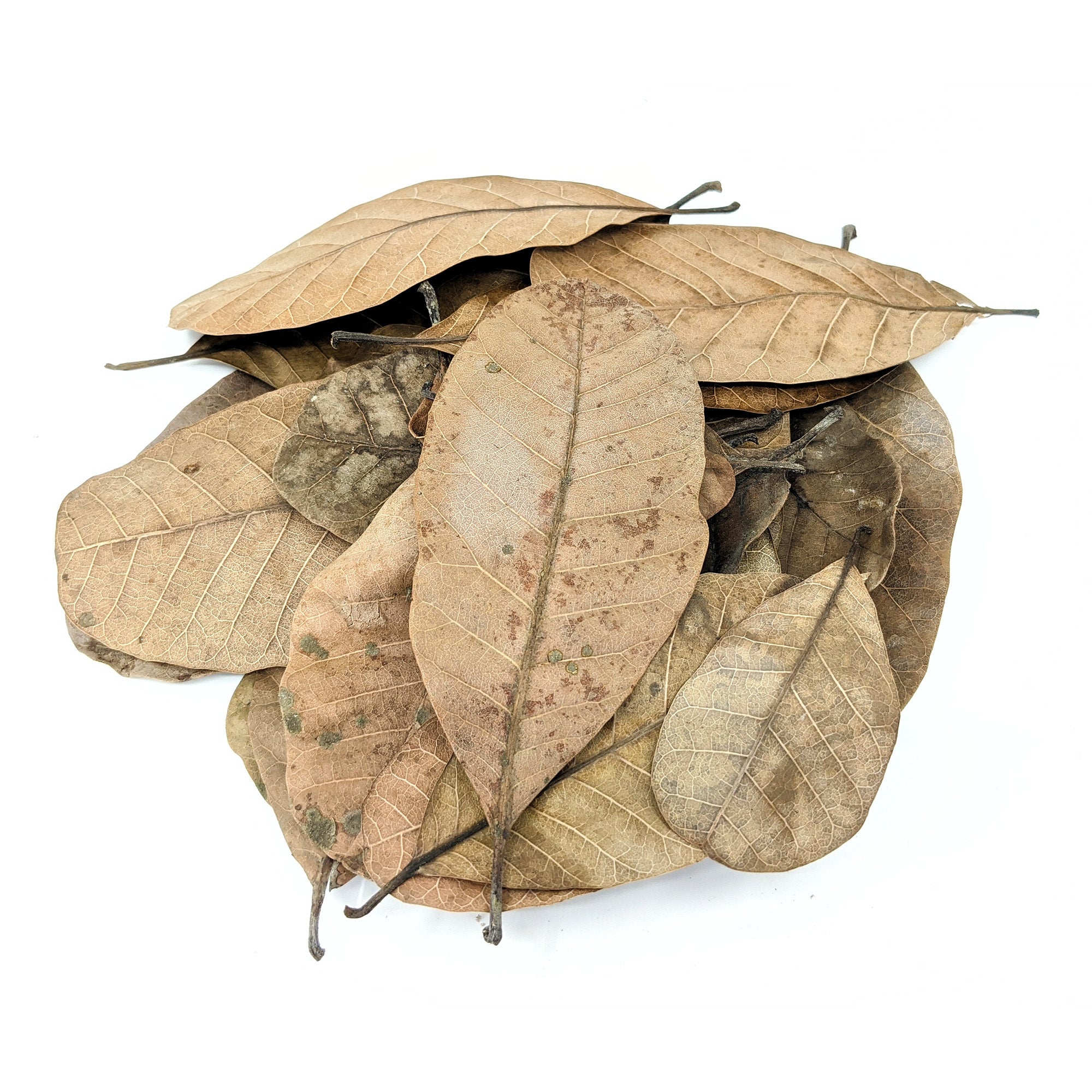 Pangea Peruvian Casho Leaf Litter