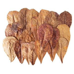 Pangea Leaf Litter Decor