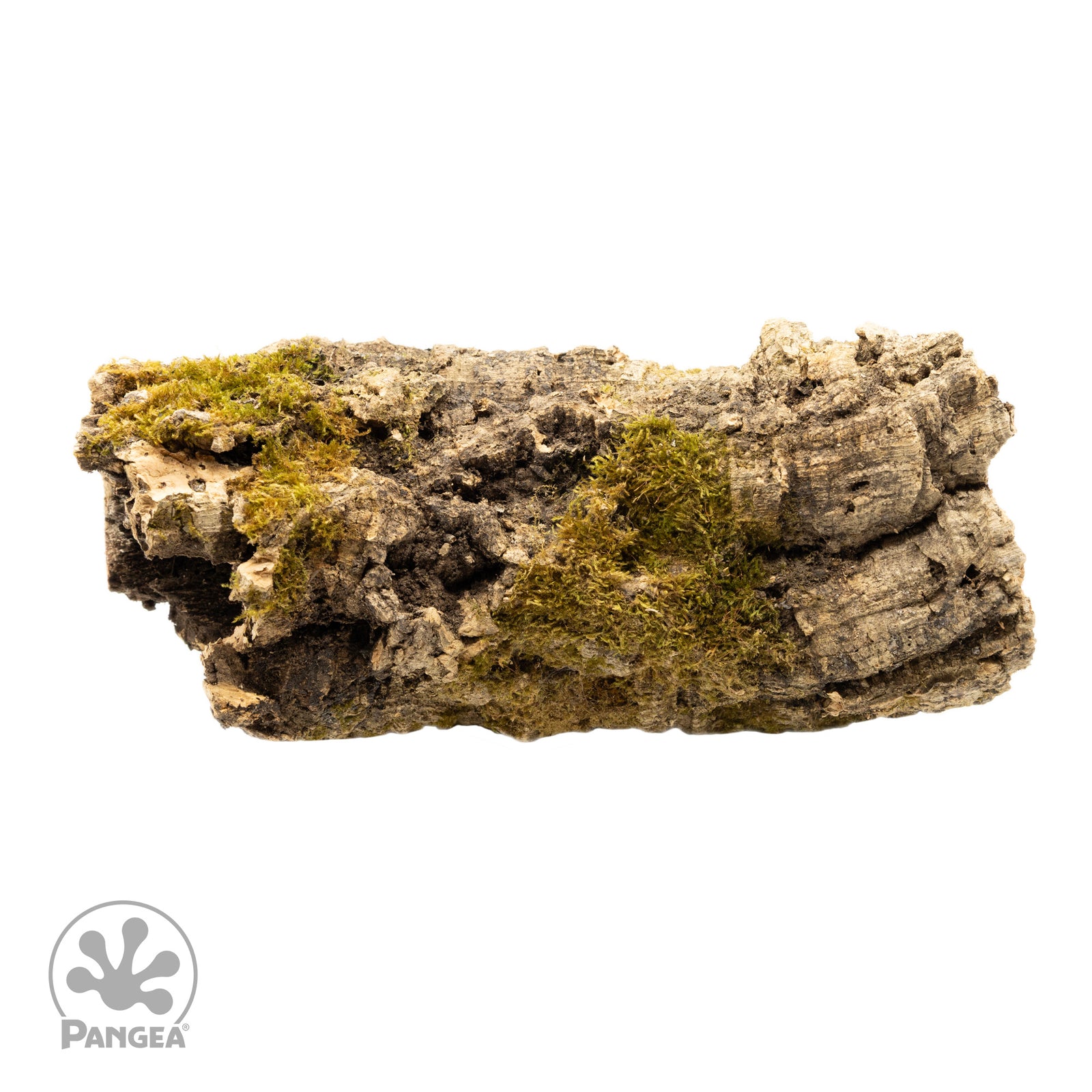 Large cork bark round side view isolated on a white background with Pangea trademark