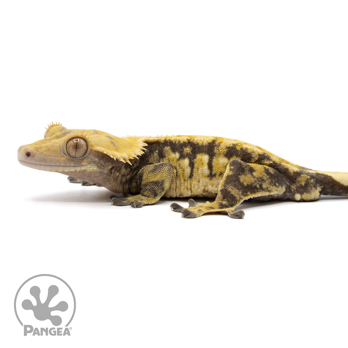 Male Tricolor Extreme Harlequin Crested Gecko Cr-0351