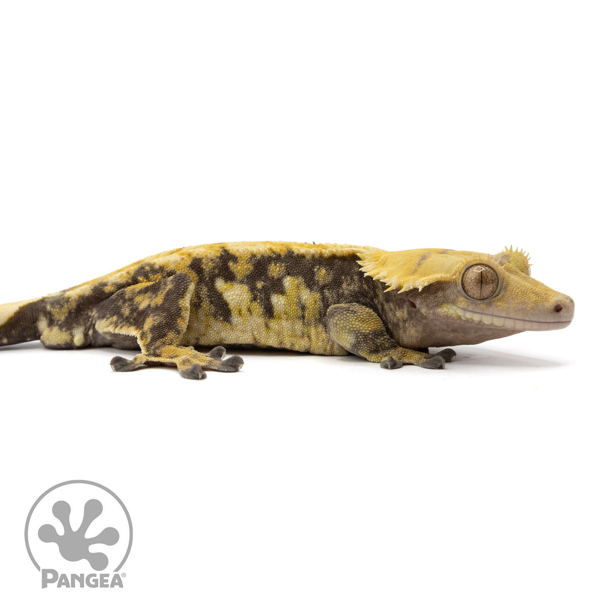 Male Tricolor Extreme Harlequin Crested Gecko Cr-0351