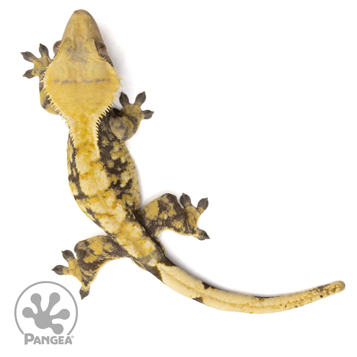 Male Tricolor Extreme Harlequin Crested Gecko Cr-0351