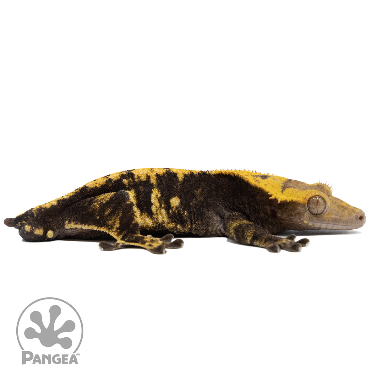 Cr-0765 facing right