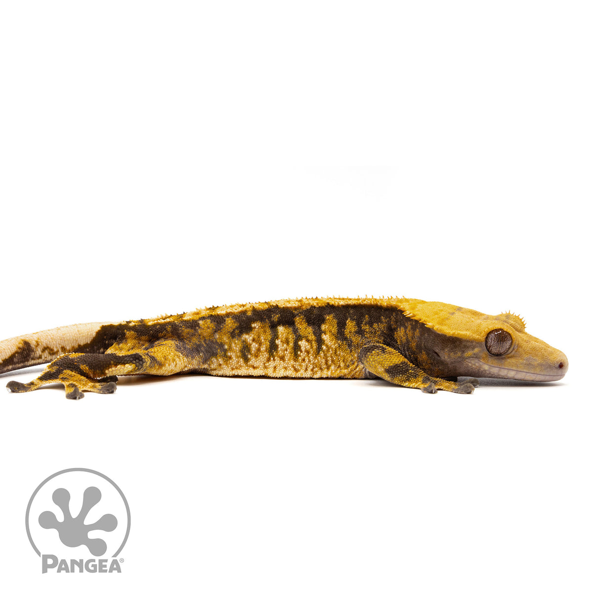 Cr-10002 facing right