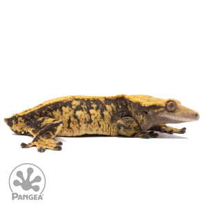 Cr-10004 facing right