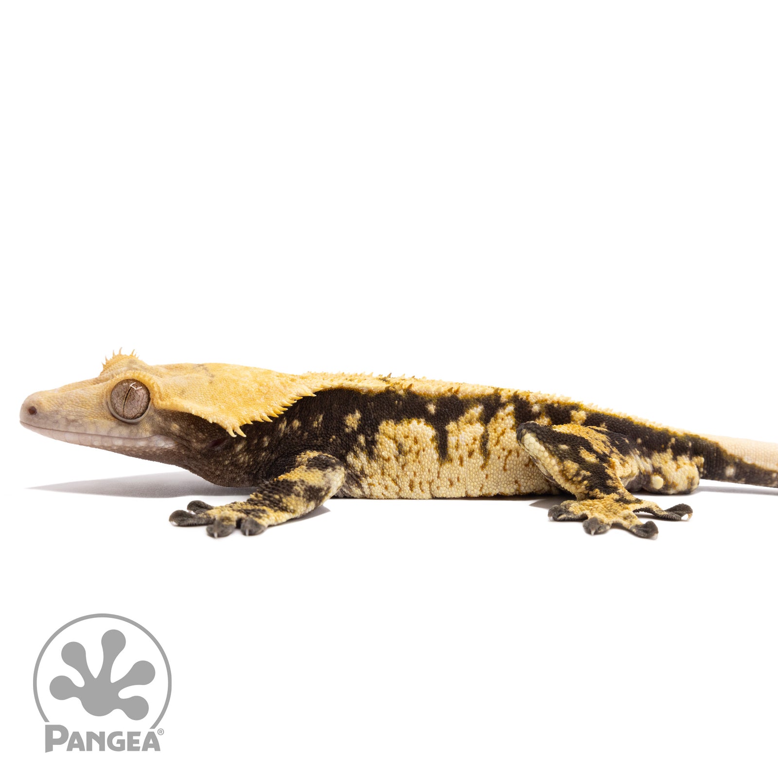 Cr-10006 facing left