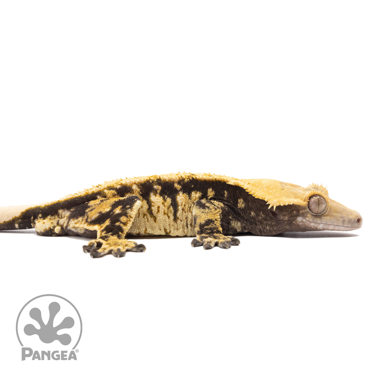 Cr-10006 facing right