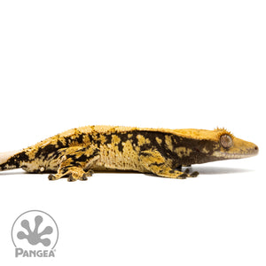 Cr-10014 facing right