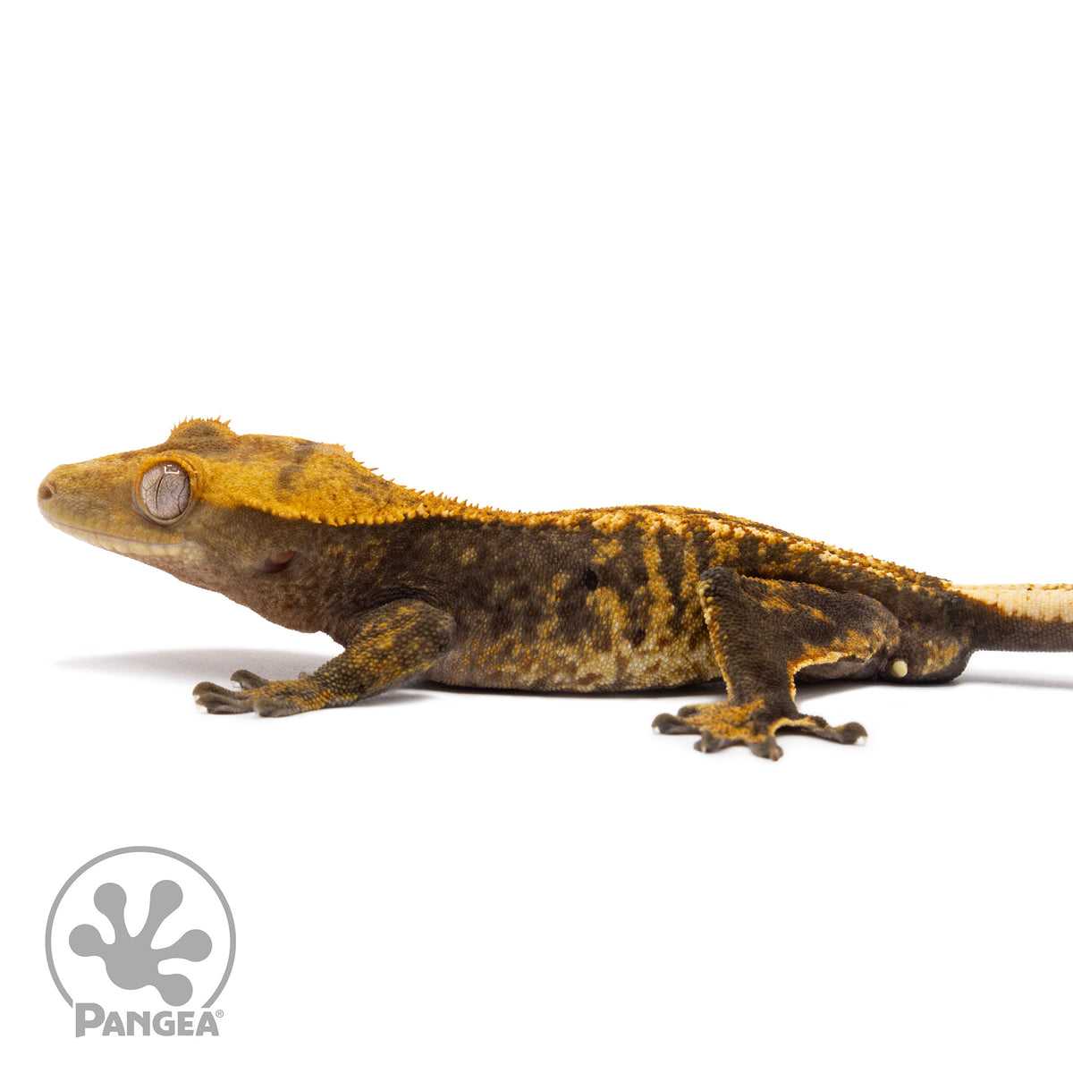 Cr-10040 facing left