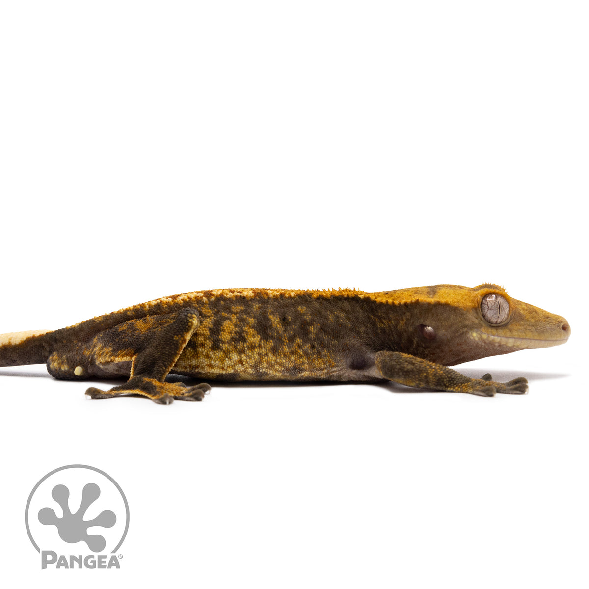 Cr-10040 facing right