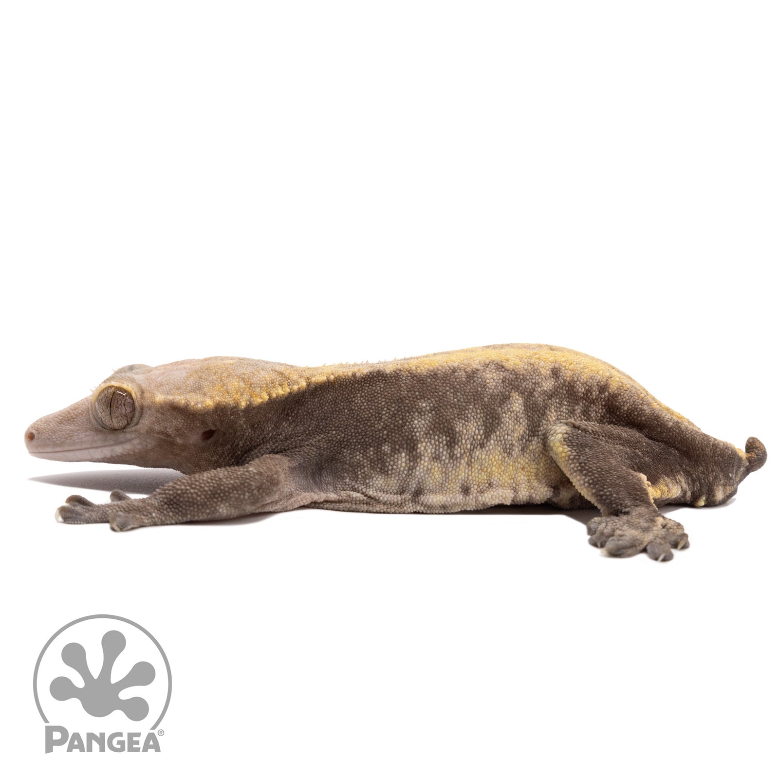 Cr-10065 facing left