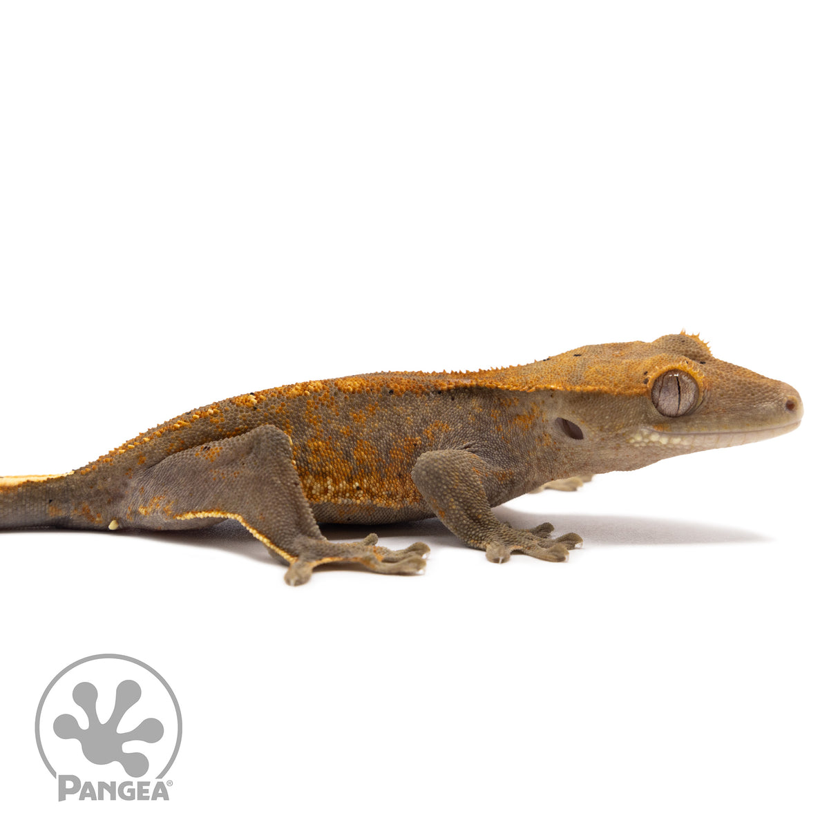 Cr-10077 facing right