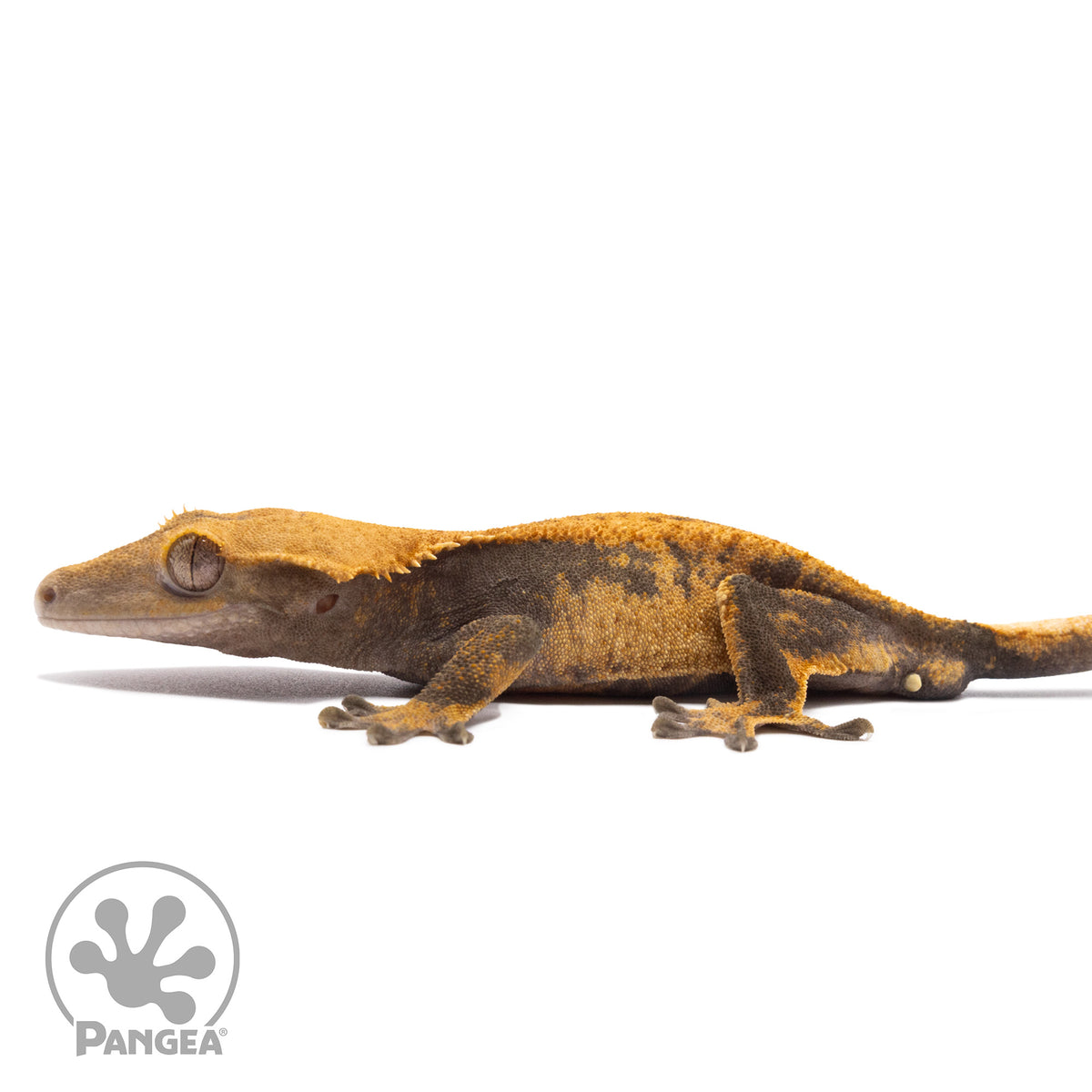 Cr-10079 facing left