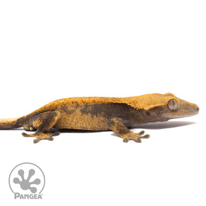 Cr-10079 facing right