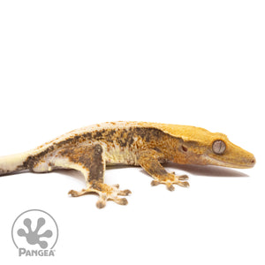 Cr-10087 facing right